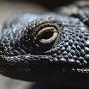 Image of Phymaturus extrilidus Lobo, Espinoza, Sanabria & Quiroga 2012