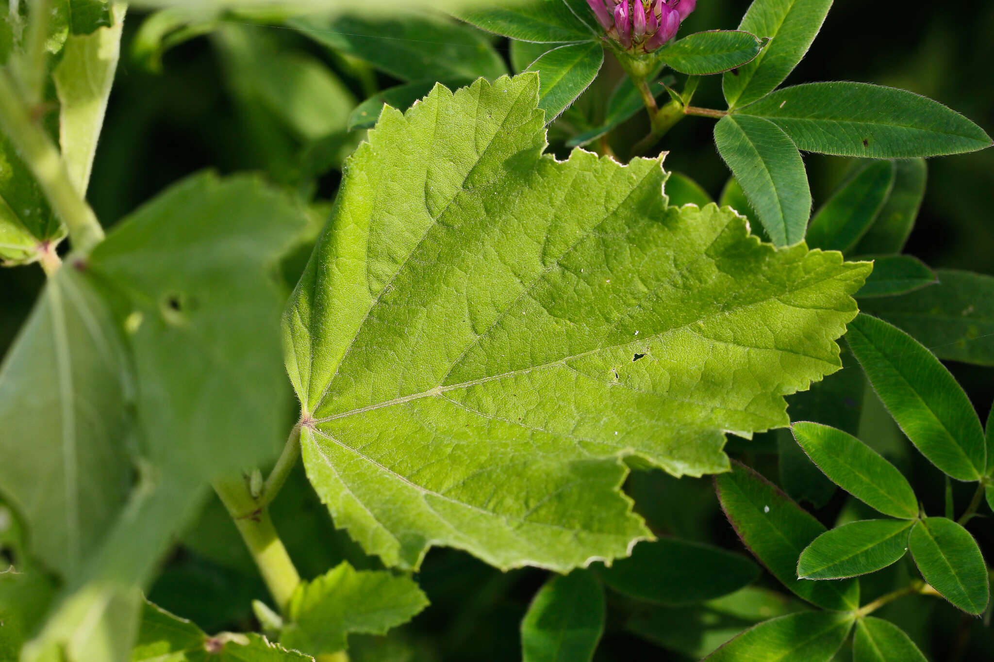 Image de Guimauve officinale