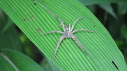 صورة Dolomedes sulfureus L. Koch 1878