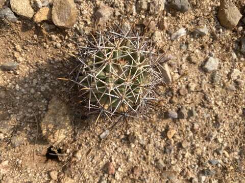 Image of Pima pineapple cactus