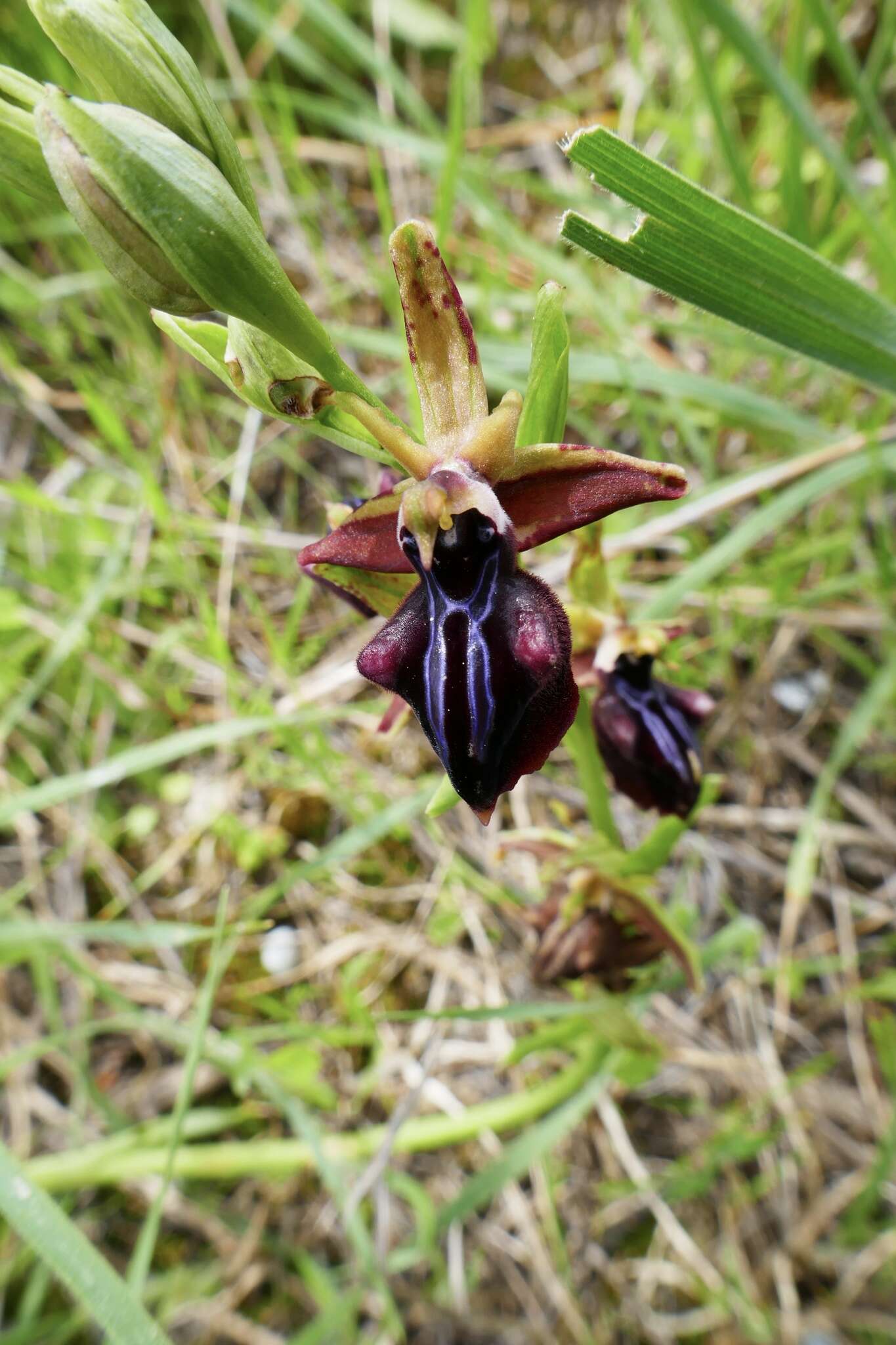 Image of Ophrys sphegodes subsp. mammosa (Desf.) Soó ex E. Nelson