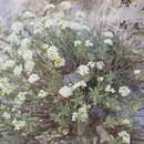 Слика од Hormathophylla halimifolia (Boiss.) P. Küpfer