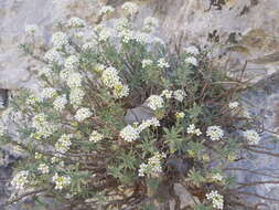 Image of Hormathophylla halimifolia (Boiss.) P. Küpfer