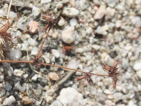 Image of slenderhorn spineflower