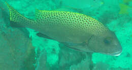 Image of Black-foot sweetlips