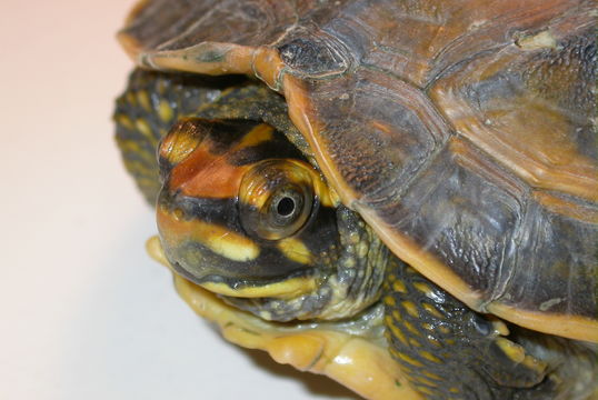Image of Crowned river turtle