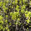 Image de Pteronia elongata Thunb.