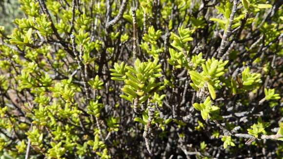 صورة Pteronia elongata Thunb.