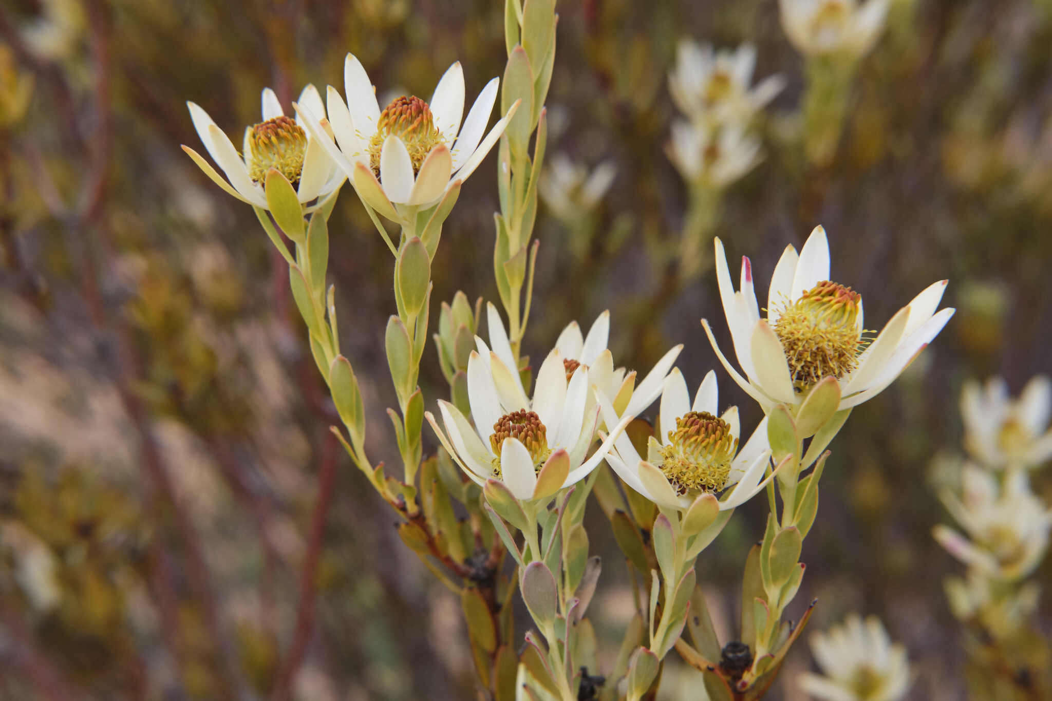 Image of Ivory conebush