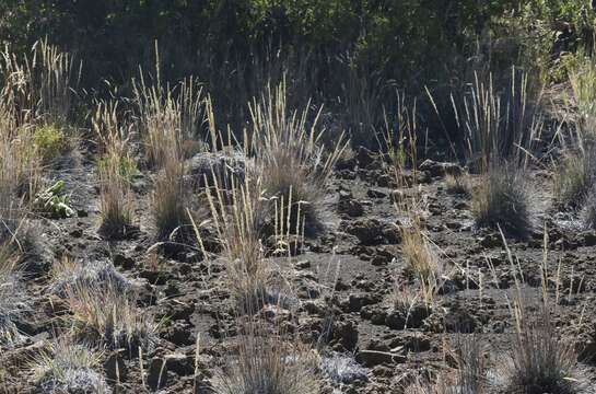 Слика од Trisetum glomeratum (Kunth) Trin. ex Steud.