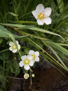 Image of fringed grass of Parnassus