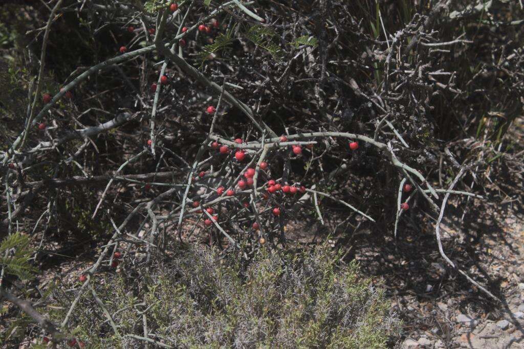 Image of Acanthothamnus aphyllus (Schltr.) Standl.