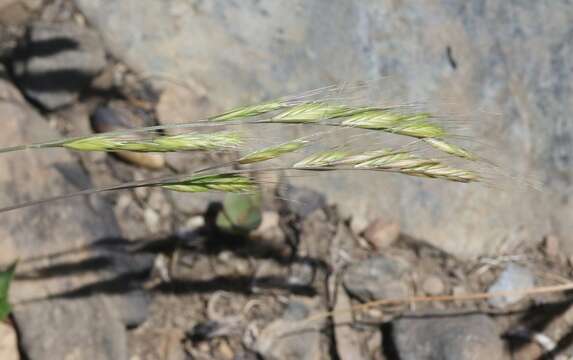 Image of brome fescue