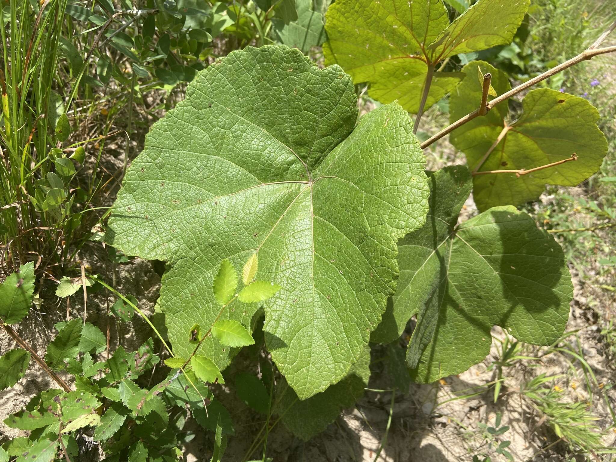 Imagem de Vitis aestivalis var. lincecumii (Buckley) Munson