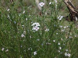 Image of Cyanothamnus coerulescens