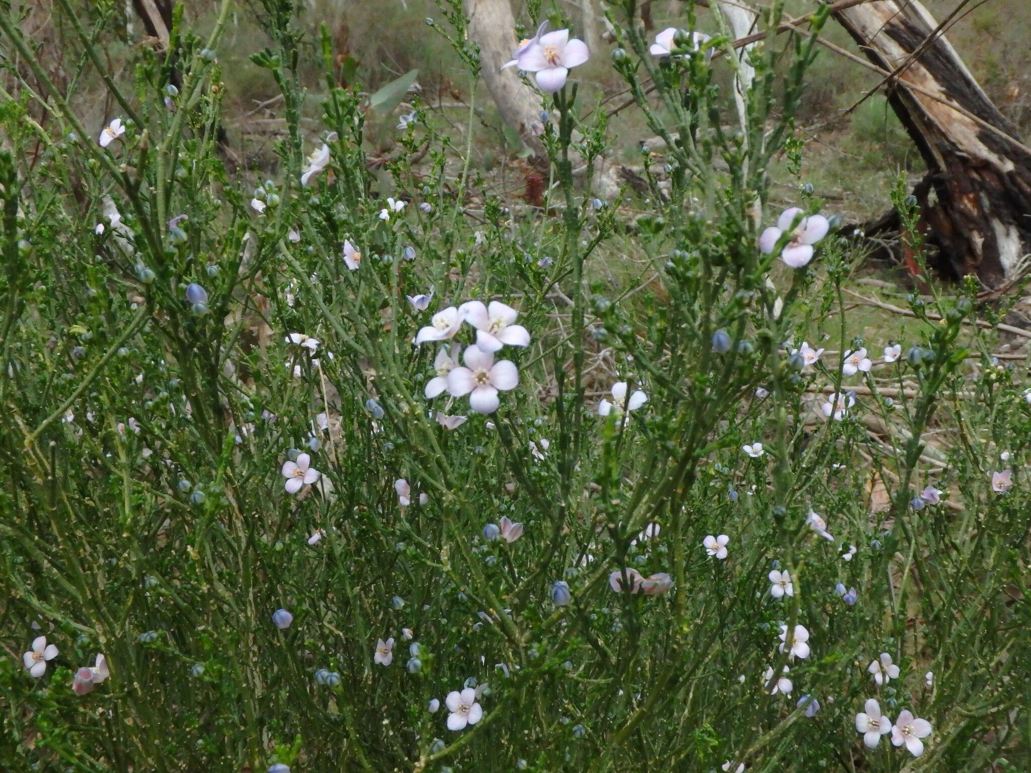 Image of Cyanothamnus coerulescens