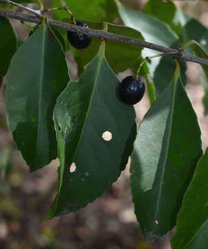 Image of Elaeodendron melanocarpum F. Müll.