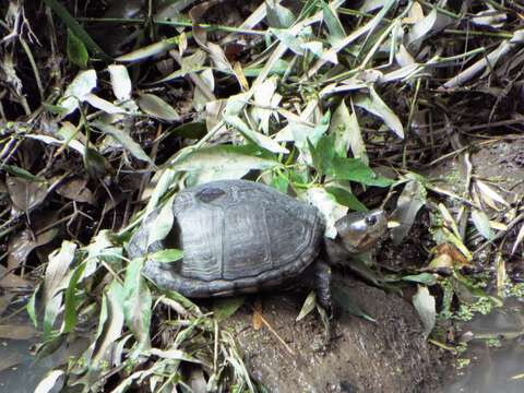 Image of Mexican Mud Turtle