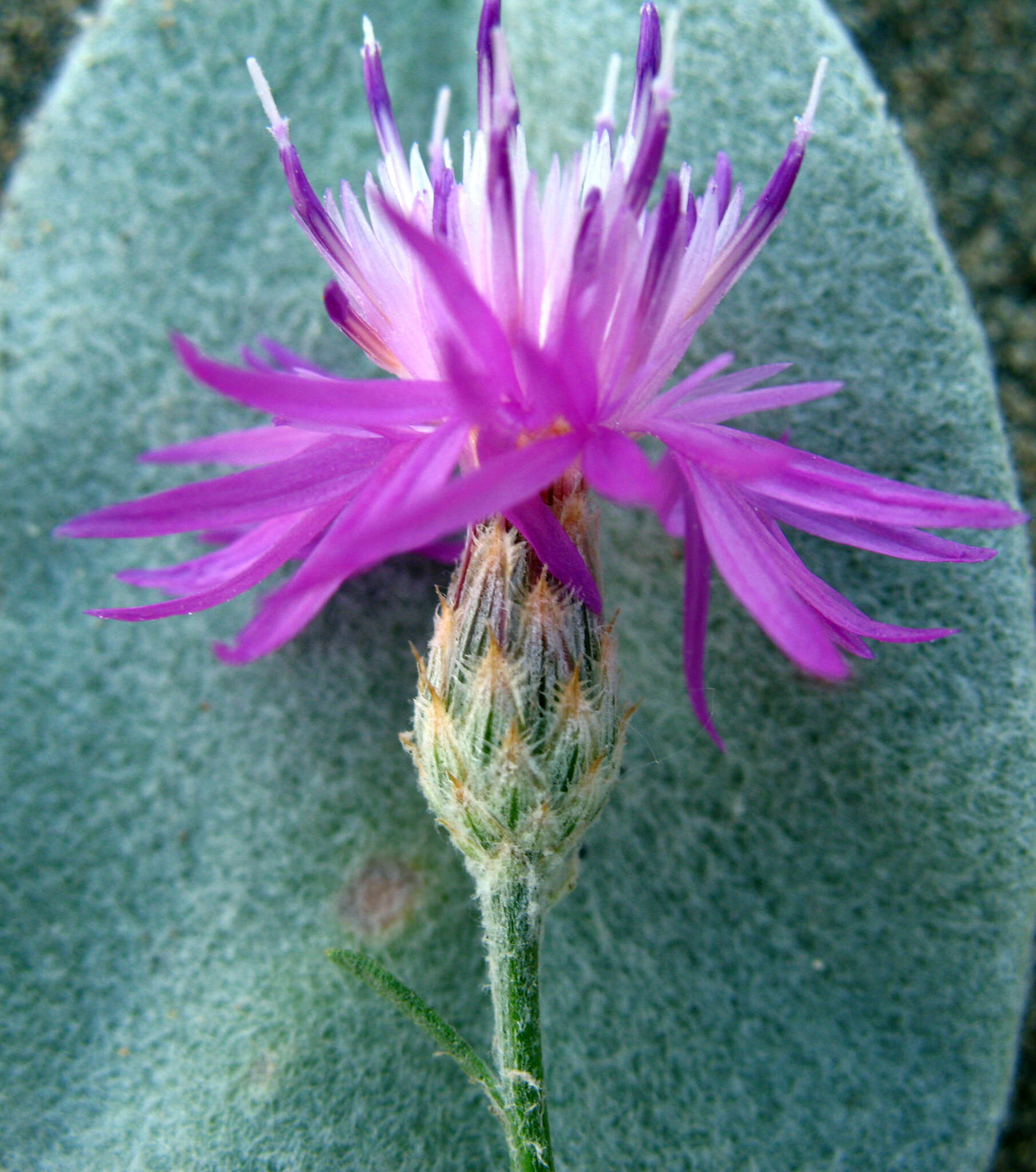 Image of Centaurea arenaria Bieb. ex Willd.