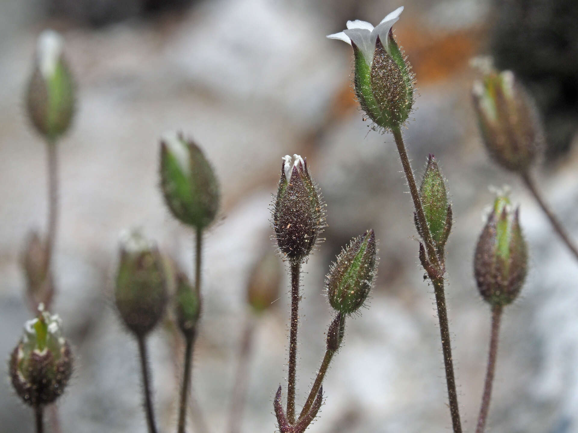 Image of Arenaria muralis (Link) Spreng.