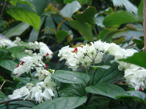 Image of <i>Clerodendrum thomsoniae</i> Balf. fil.
