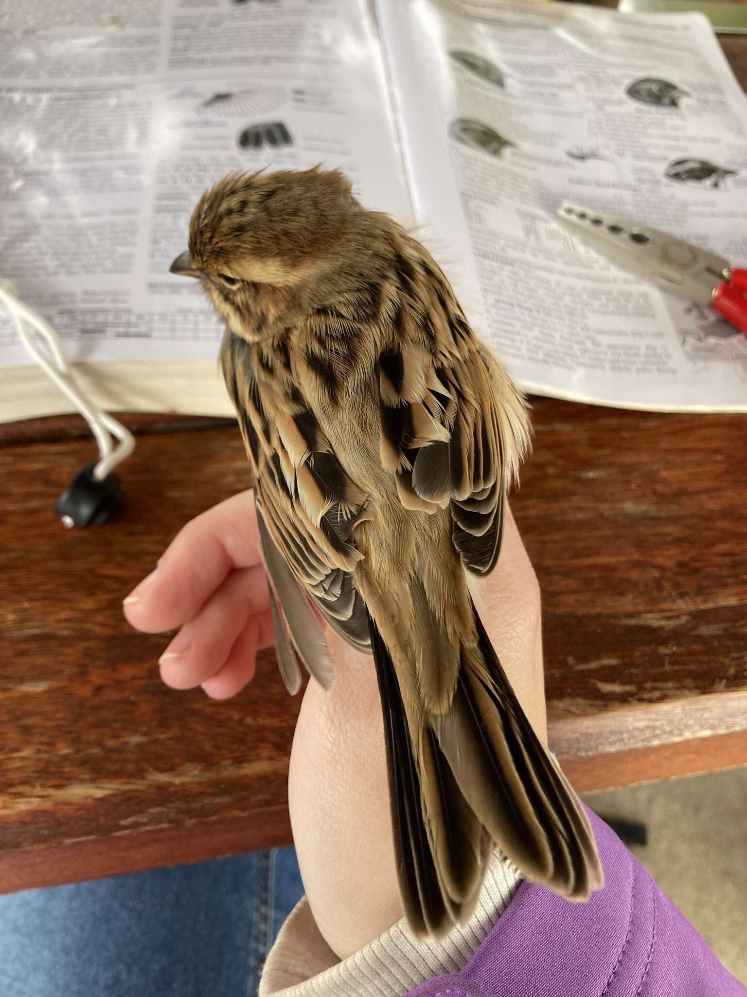 Image of Emberiza schoeniclus ukrainae (Zarudny 1917)