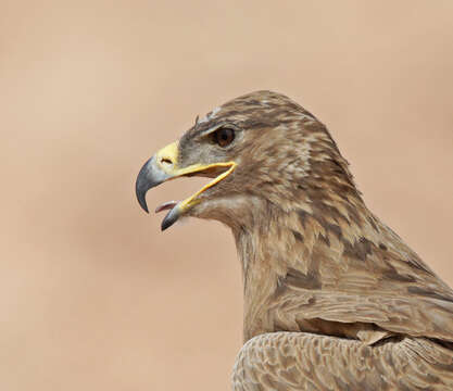 Image of Steppe Eagle