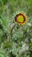 Image of Common perennial gaillardia