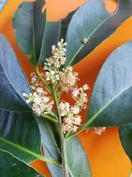 Image of Symplocos cochinchinensis var. stawellii (F. v. Muell.) Nooteboom