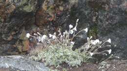 Image of alpine chickweed