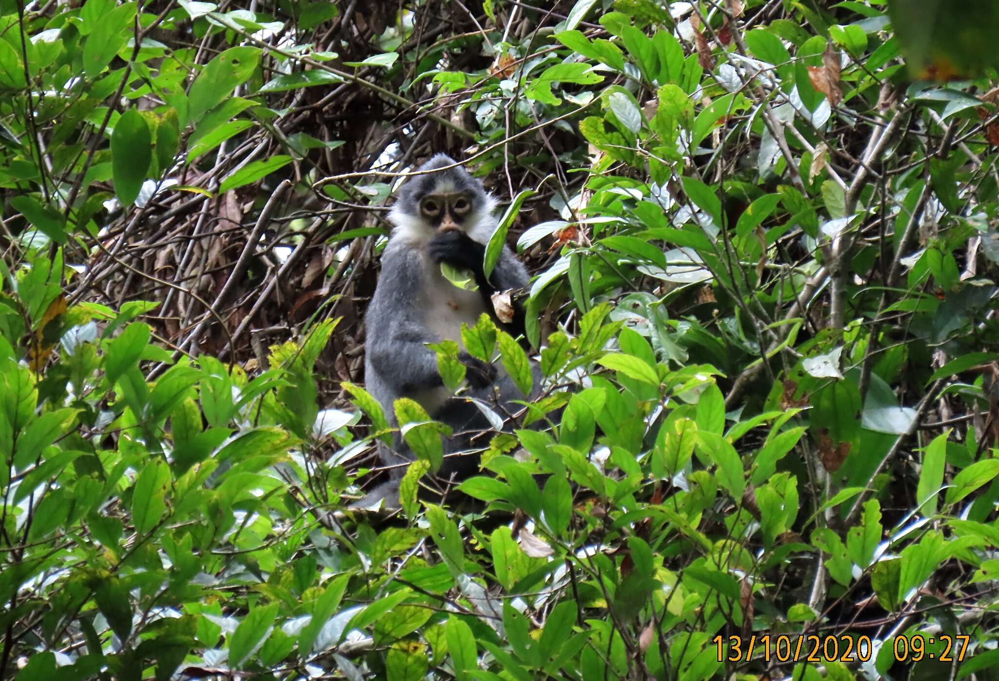 Image of Gray Leaf Monkey