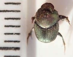 Image of Onthophagus aeruginosus Roth 1851