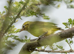 Image of Pale White-eye