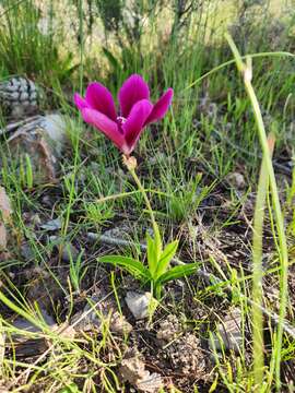 Imagem de Sparaxis grandiflora subsp. grandiflora