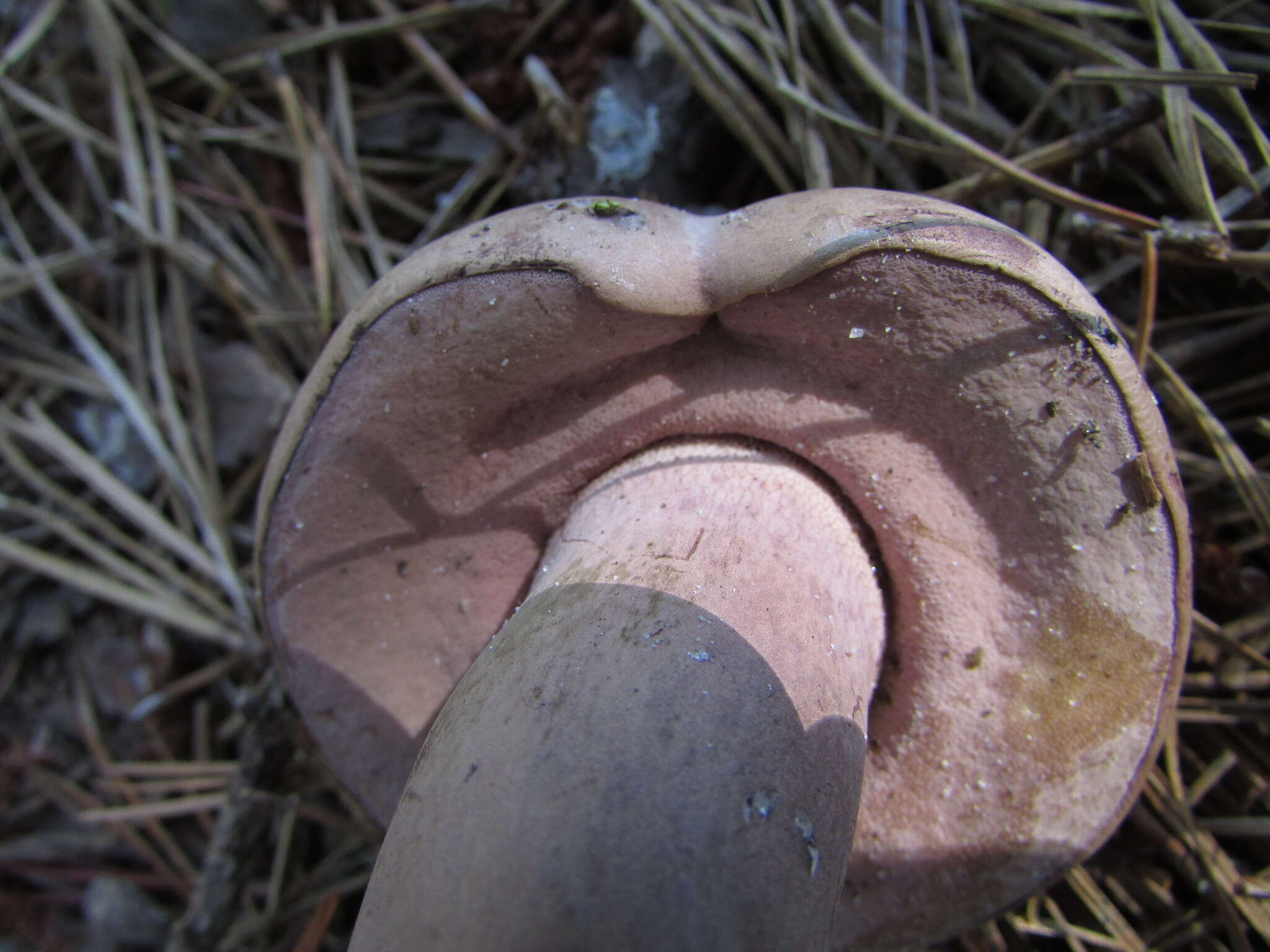 Image of Tylopilus violatinctus T. J. Baroni & Both 1998