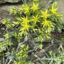 Image of Sedum sarmentosum var. silvestre Fröderstr.