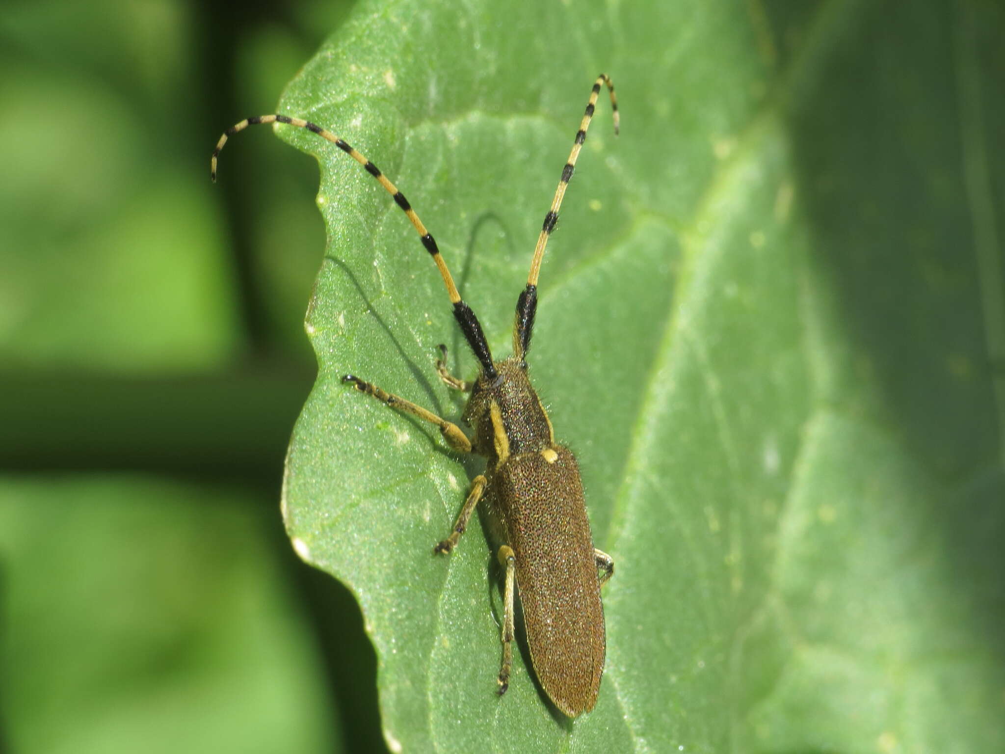 Sivun Agapanthia (Epoptes) annularis (Olivier 1795) kuva