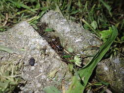 Image of Cricket