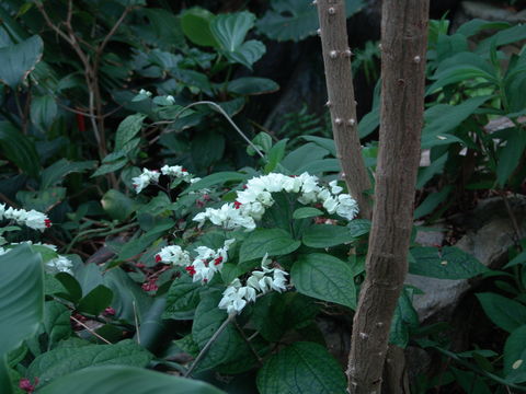 Image of <i>Clerodendrum thomsoniae</i> Balf. fil.