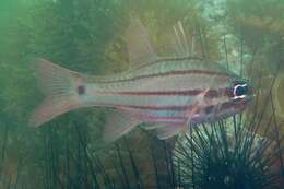 Image of Doederlein&#39;s Cardinalfish