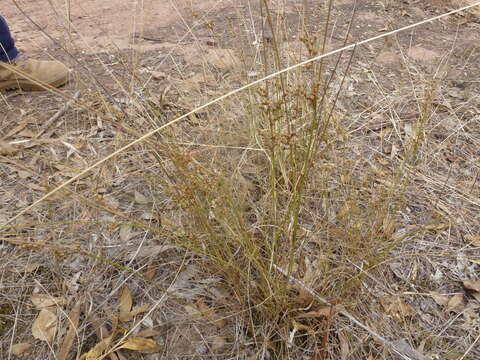 Image de Juncus subsecundus N. A. Wakefield