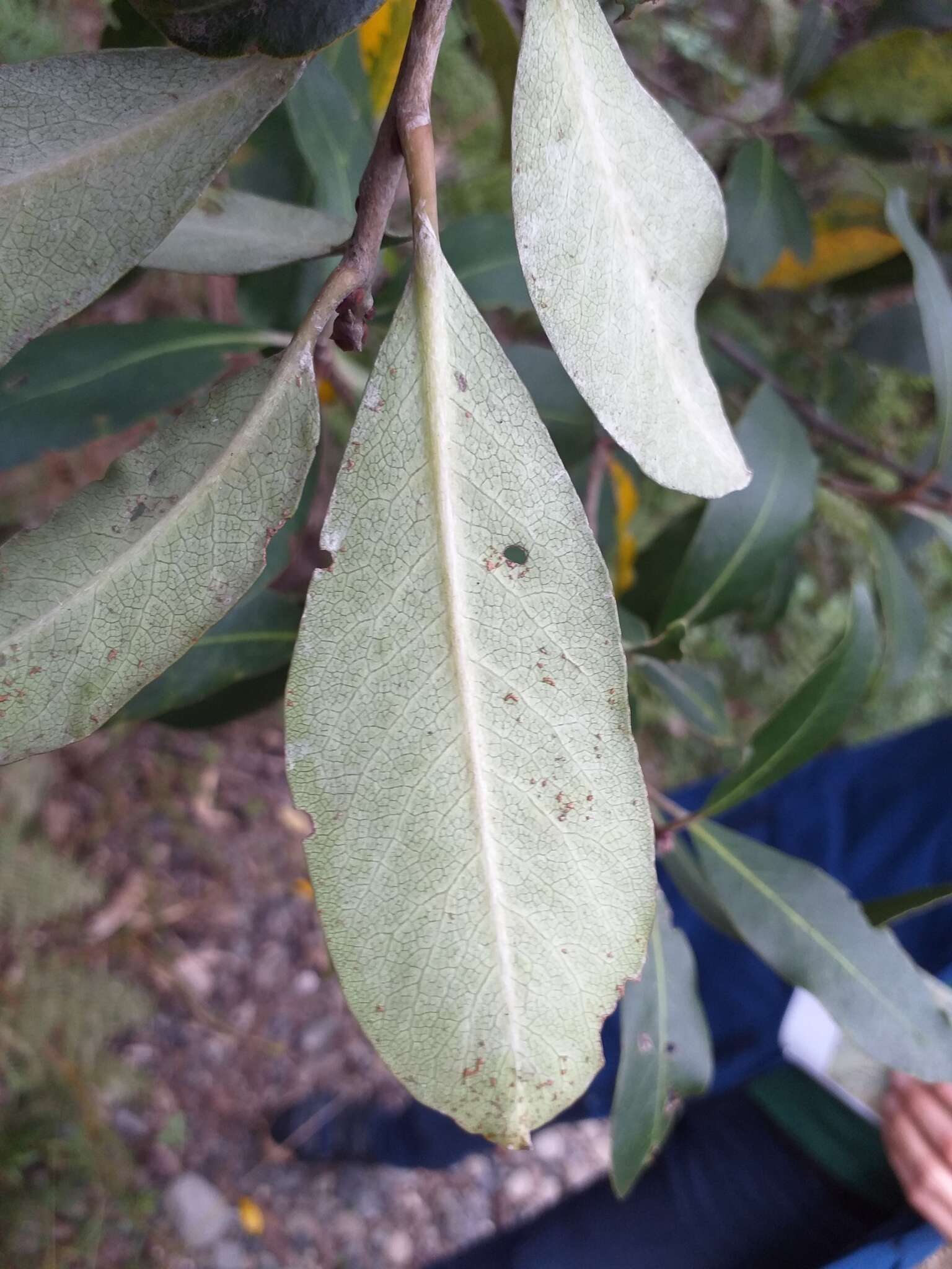 Image de Pittosporum huttonianum T. Kirk