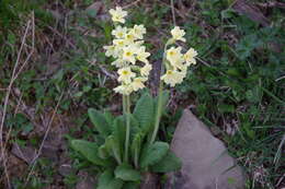 Image of Primula ruprechtii Kusnez. ex Lipsky