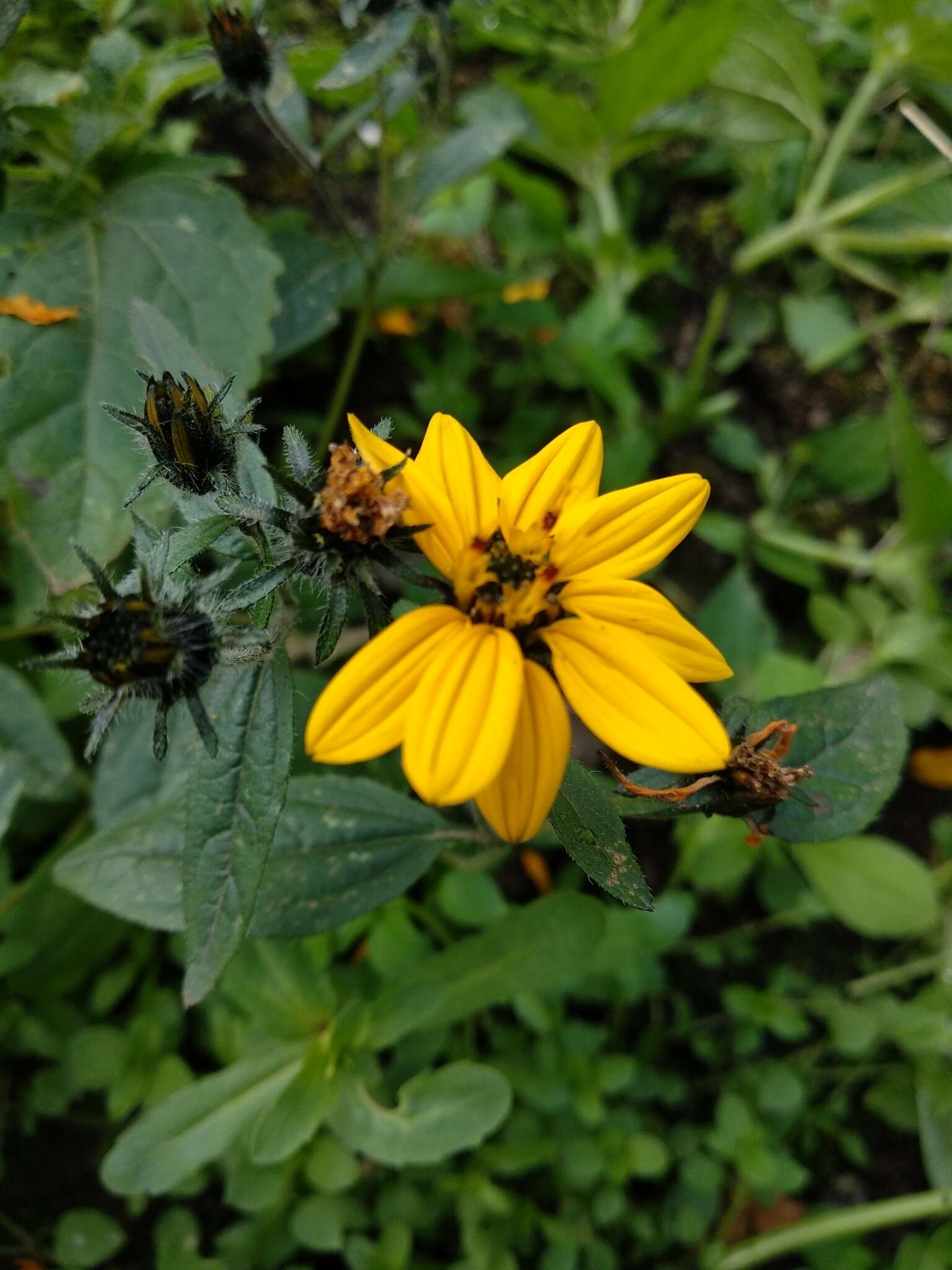 Image of Simsia amplexicaulis (Cav.) Pers.