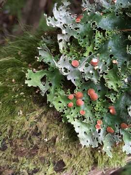 Слика од Pseudocyphellaria homeophylla (Nyl.) Dodge