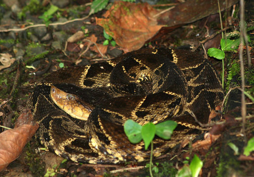 Image of fer-de-lance