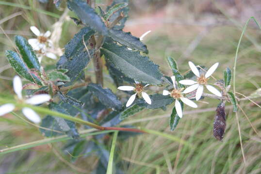 Olearia erubescens (Spreng.) Dippel resmi