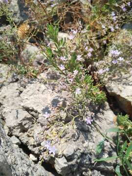 Imagem de Limonium cancellatum (Bertol.) O. Kuntze