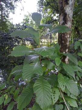 Image of Alseis yucatanensis Standl.