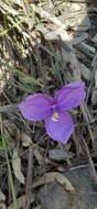 Image of Patersonia sericea var. sericea